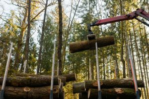 Crane in forest loading logs in the truck. Timber harvesting and transportation in forest